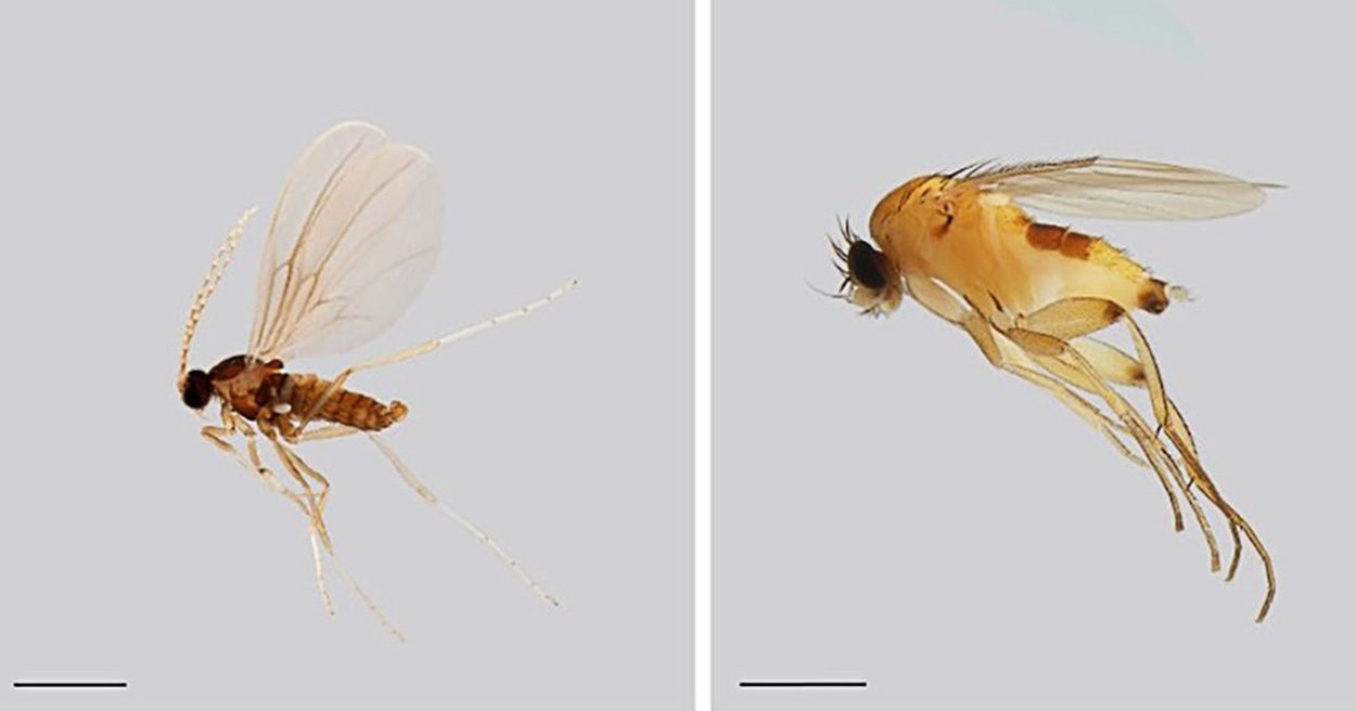 Tausende noch unbekannte Insekten in Deutschland