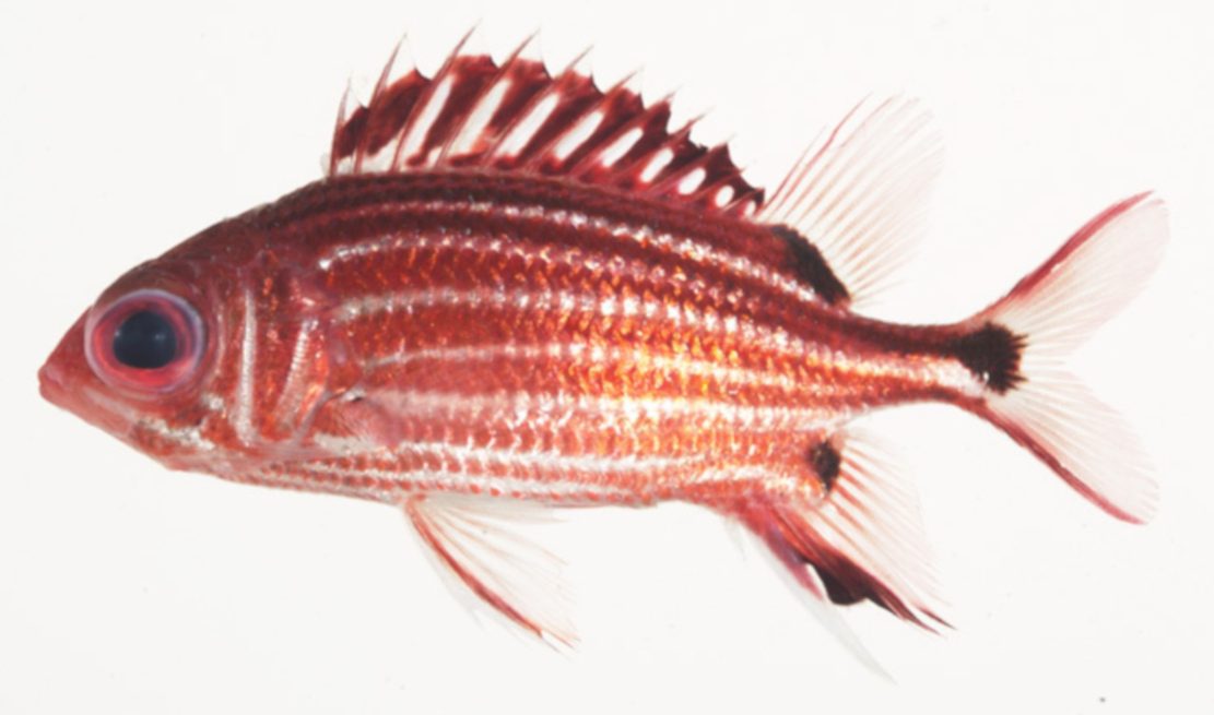 Von wegen stumm wie ein Fisch