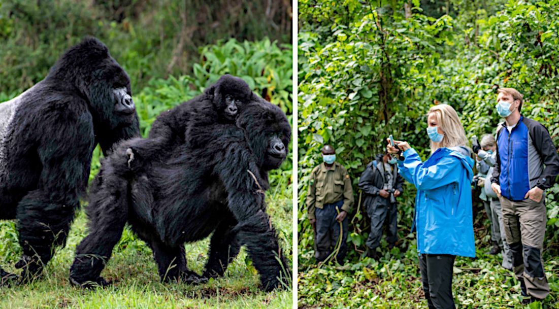 Bessere Gorilla-Gesundheit durch Corona-Maßnahmen
