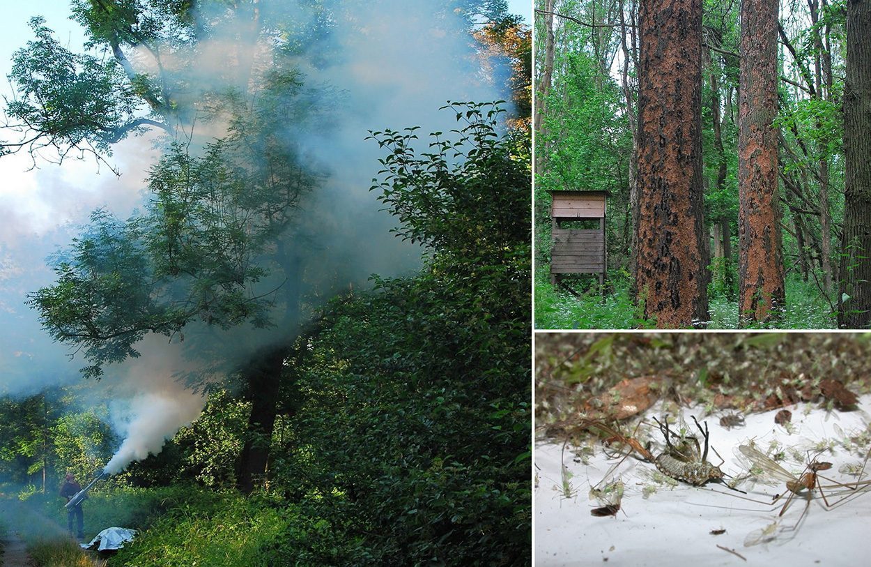 Fremde Baumarten werden zum Refugium