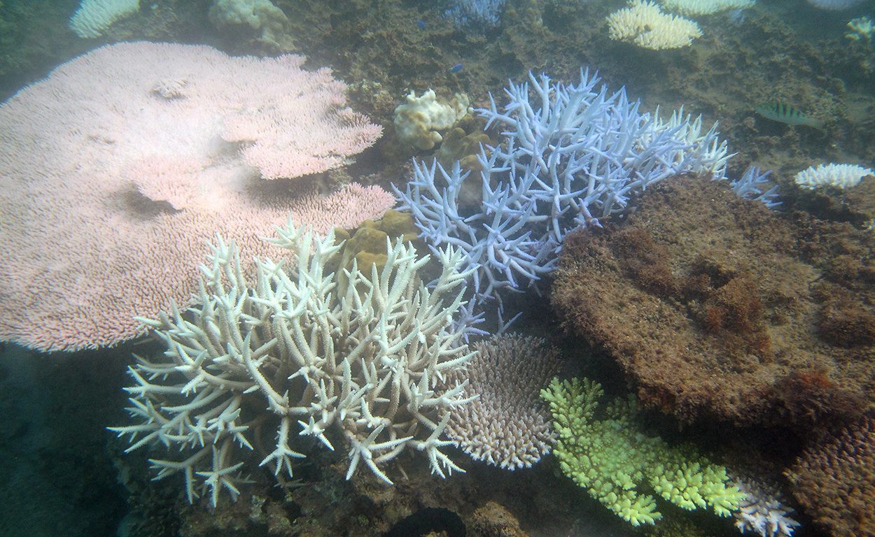 Klimawandel lässt Refugien für Korallenriffe verschwinden