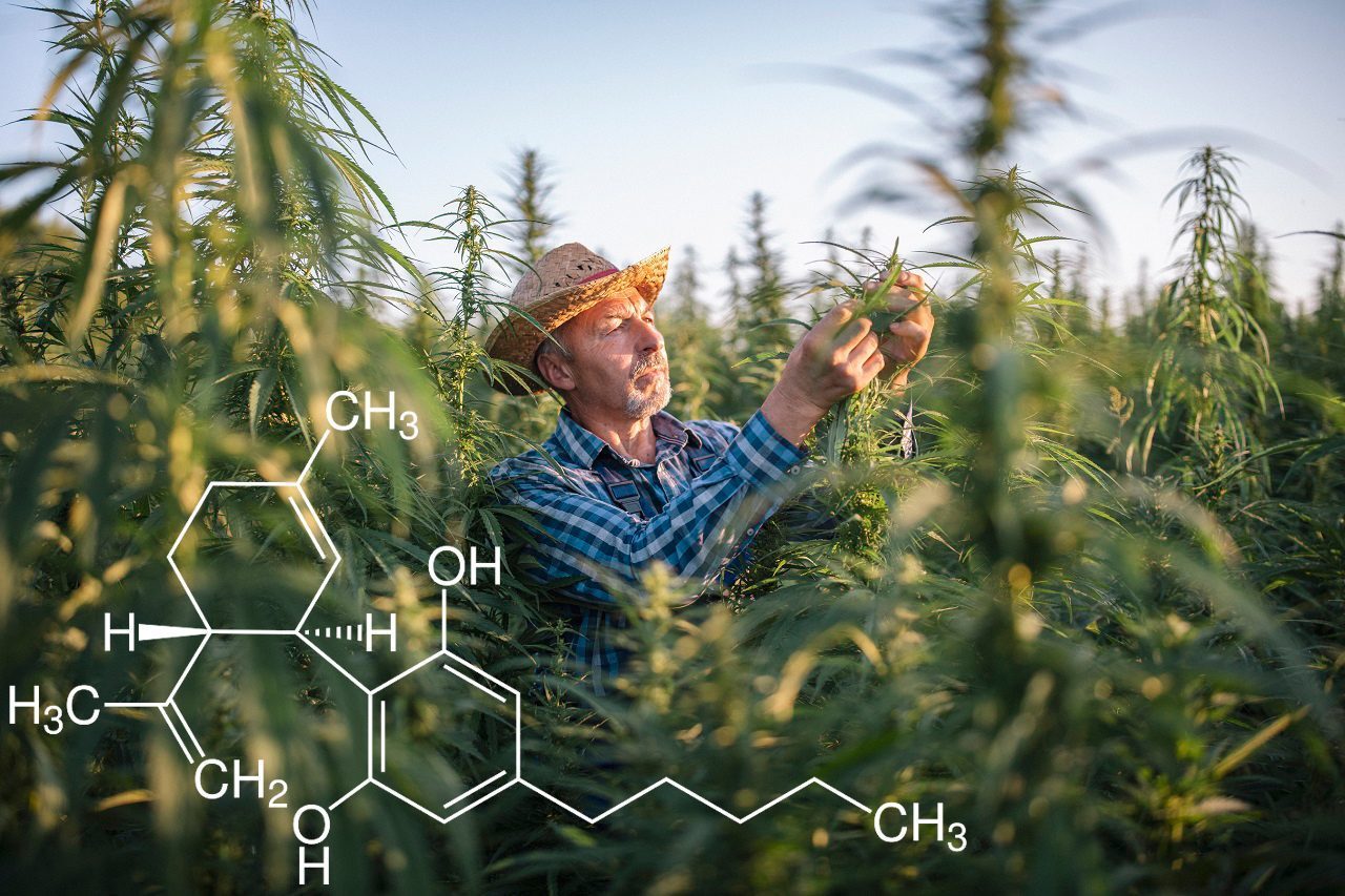 Wie berechtigt ist der Hype um CBD?