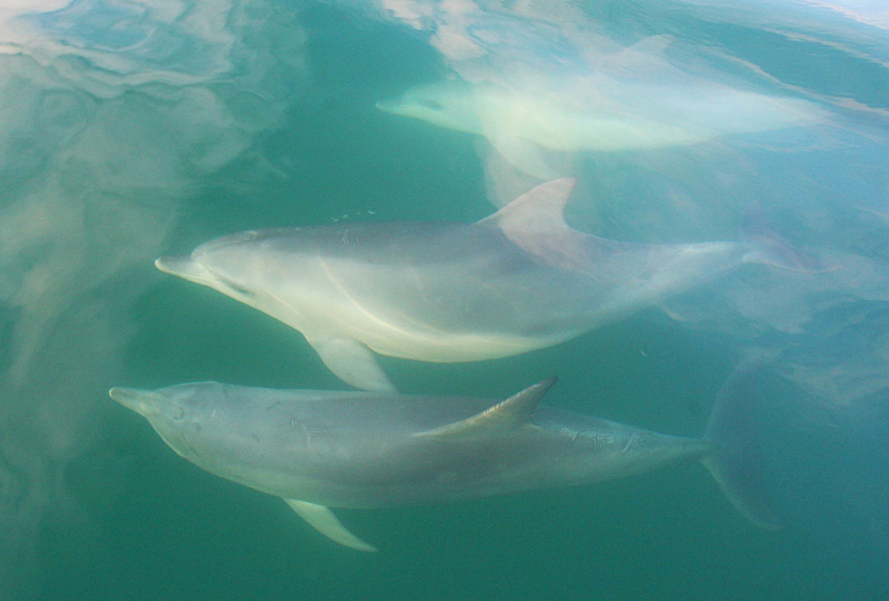 Fruchtbare Delfin-Männerfreundschaften