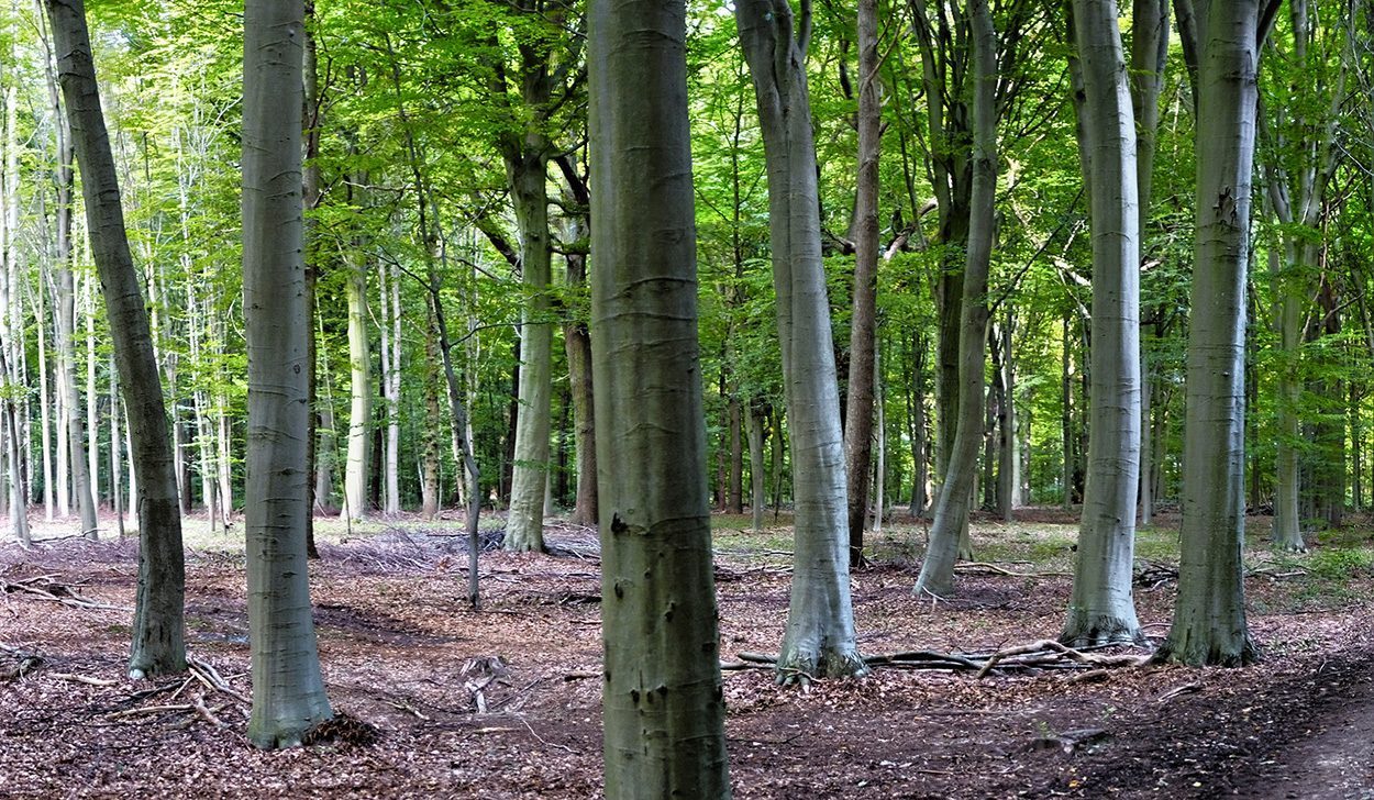 Klimawandel beeinträchtigt Europas Buchenwälder