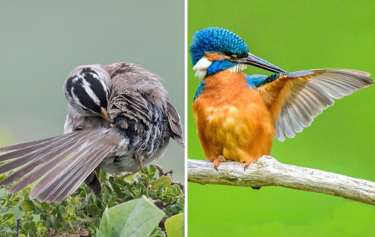 Vögel: Wozu der Duft des Bürzel-Sekrets dient