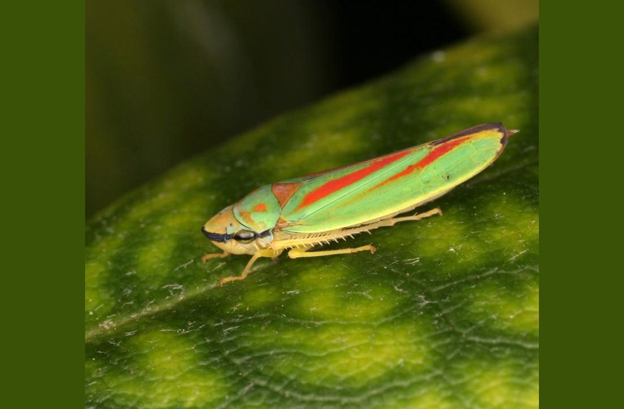 Kleinzikaden hören mit dem Hinterleib