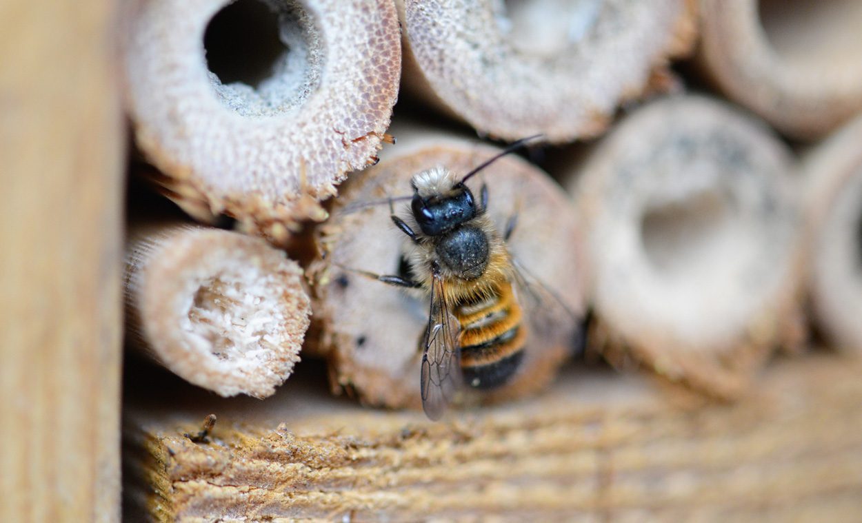 Pestizide machen Bienenmännchen unattraktiver