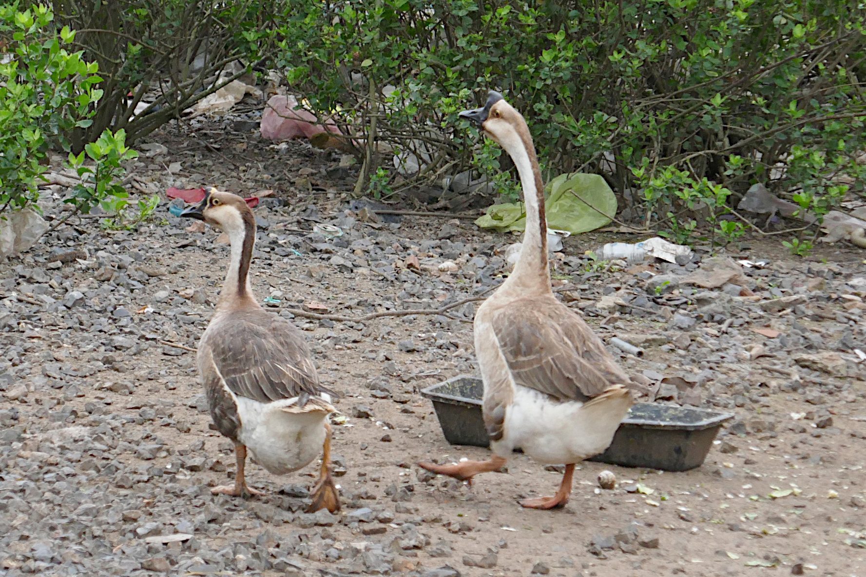 War die Gans das erste gefiederte Nutztier?