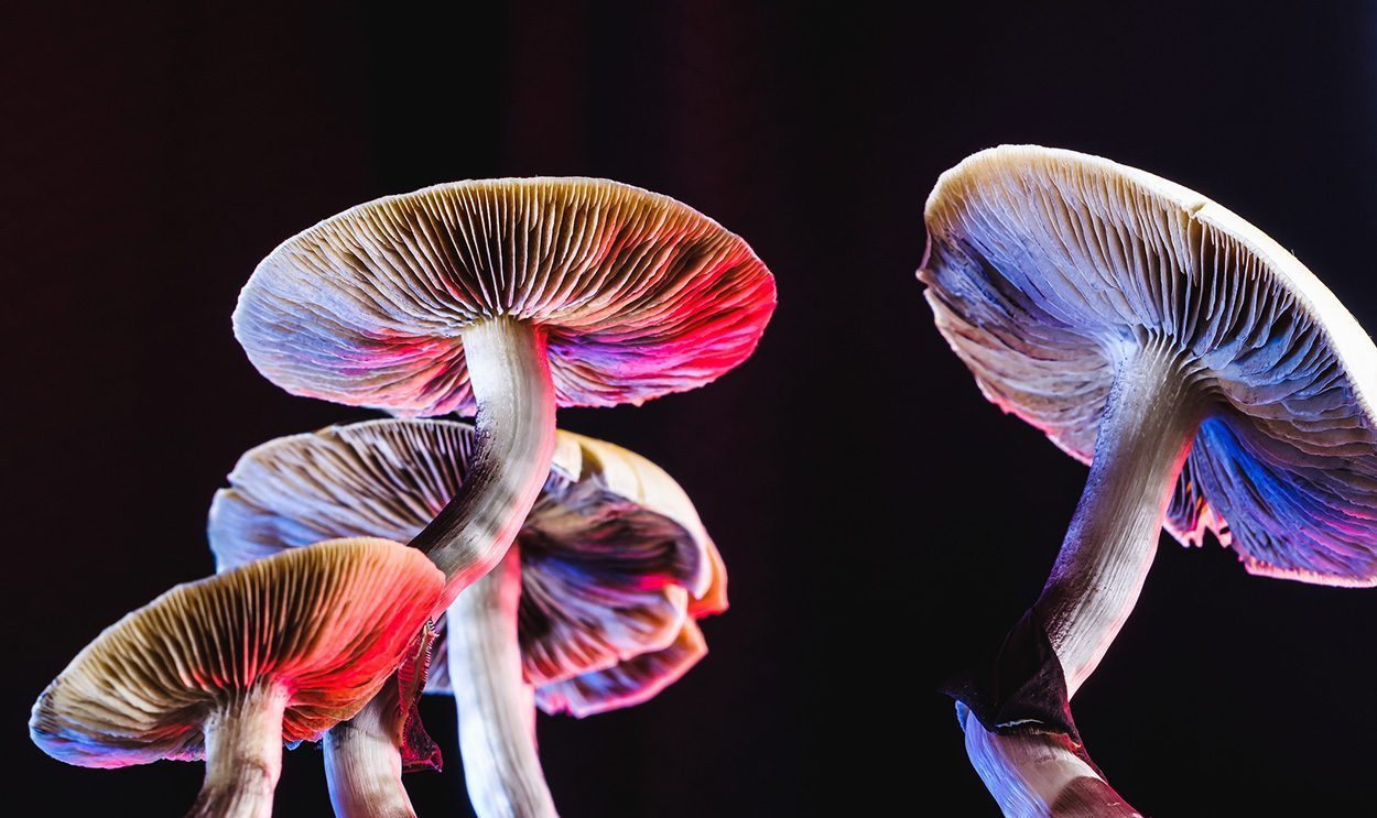 Wie „Magic Mushrooms“ im depressiven Gehirn wirken