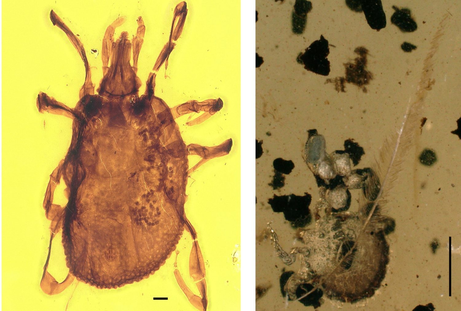 Zecken-Bernsteine aus der Dino-Ära