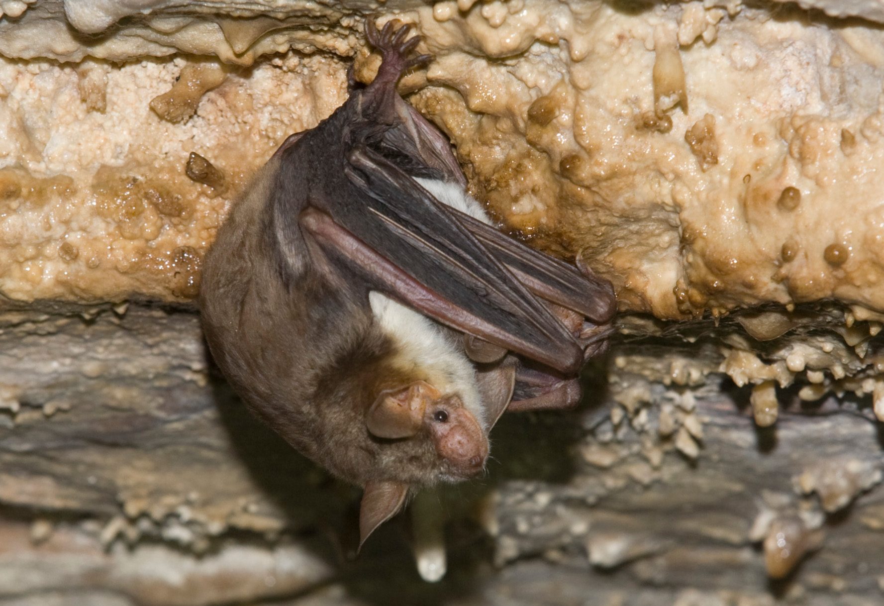 Fledermäuse erschrecken Eulen durch Hornissen-Töne