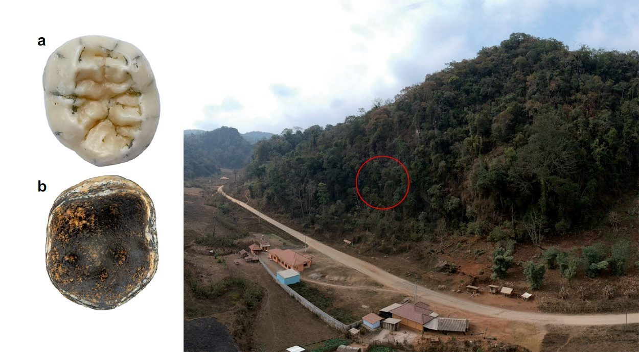 Frühmenschen-Backenzahn in Laos entdeckt
