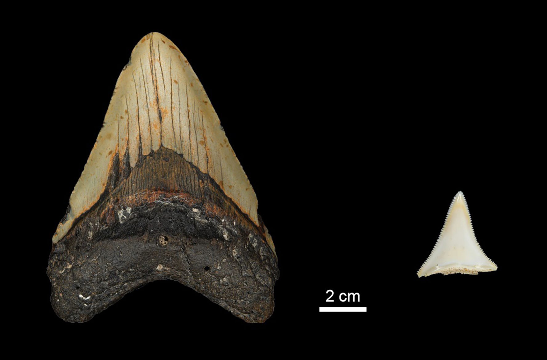 Megalodon: Konkurrenz mit dem Weißen Hai?
