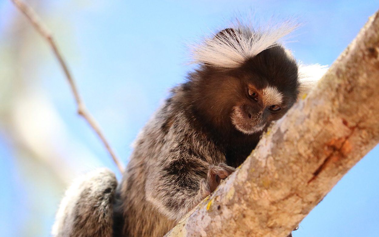 Mutige Affen lernen schneller