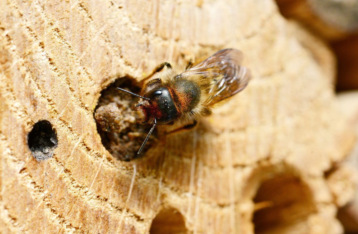 So hilft man Wildbienen in Garten und Balkon