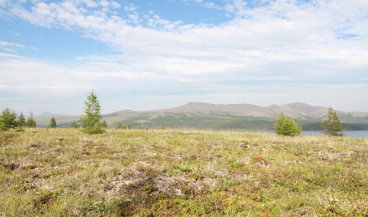 Vorrücken der Bäume schluckt arktische Tundra