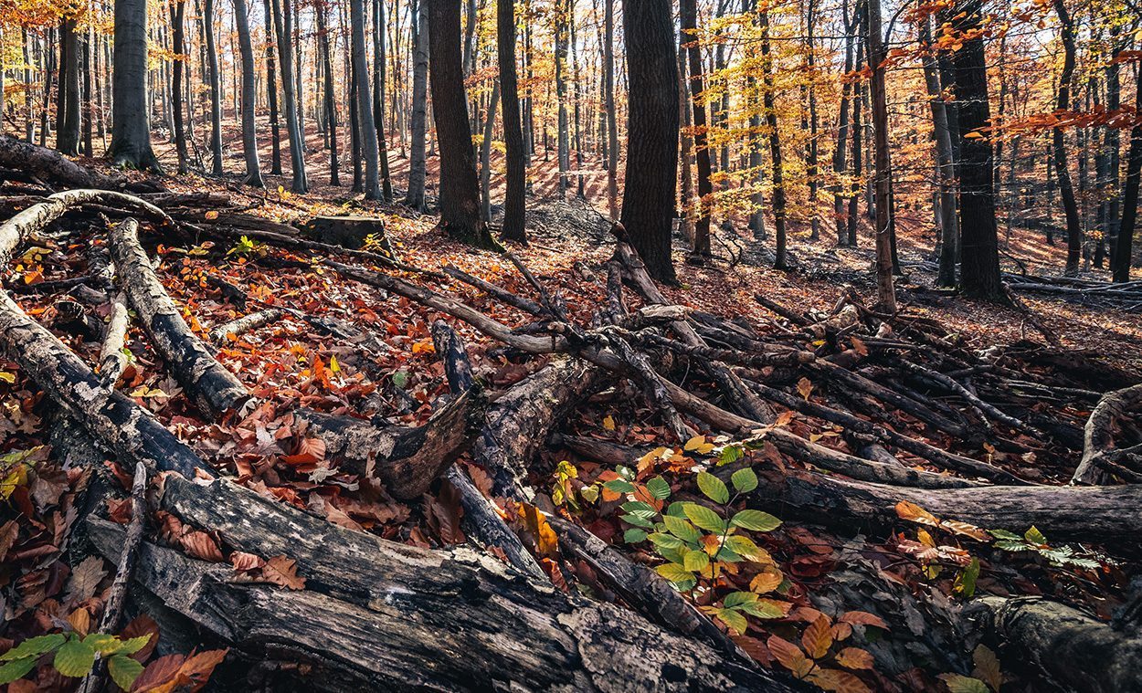 Waldboden: Wenn Mikroben übers Essen streiten