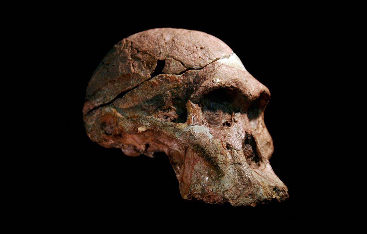 Australopithecus-Fossilien älter als gedacht