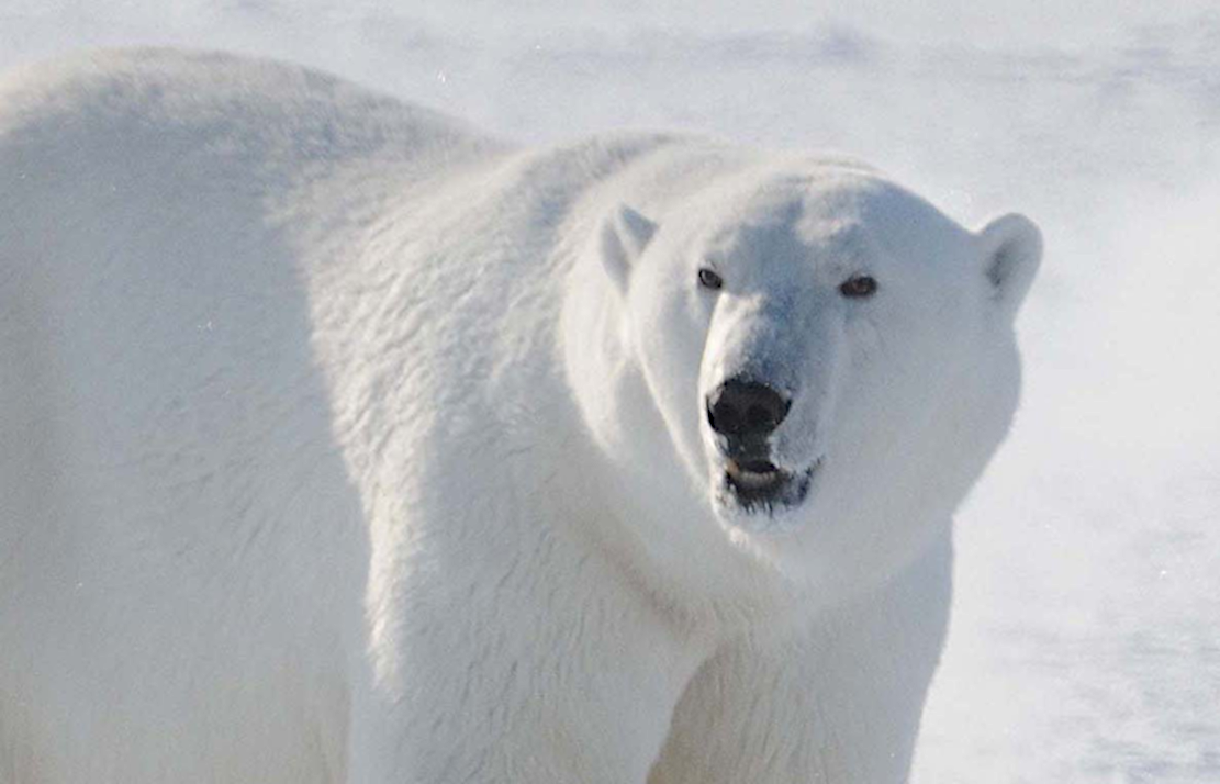 Braun- & Eisbär: Artentwicklung auf der Spur