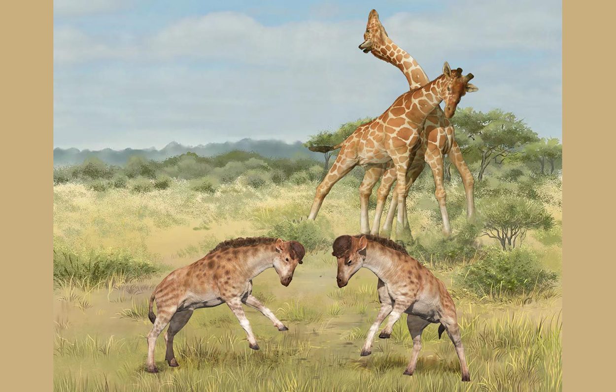 Giraffenhals als Ergebnis sexueller Selektion?
