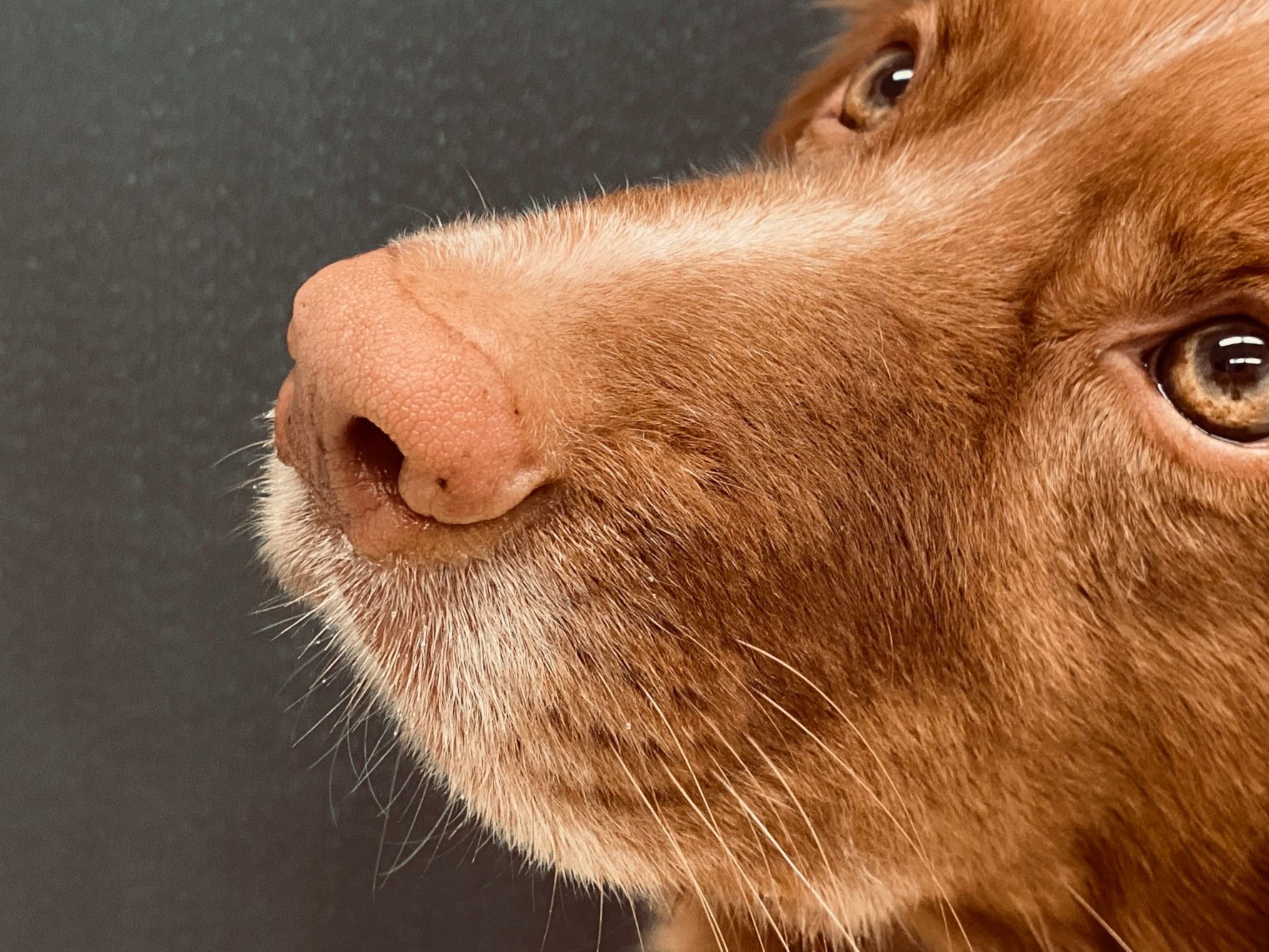 Hunde erschnüffeln Long Covid