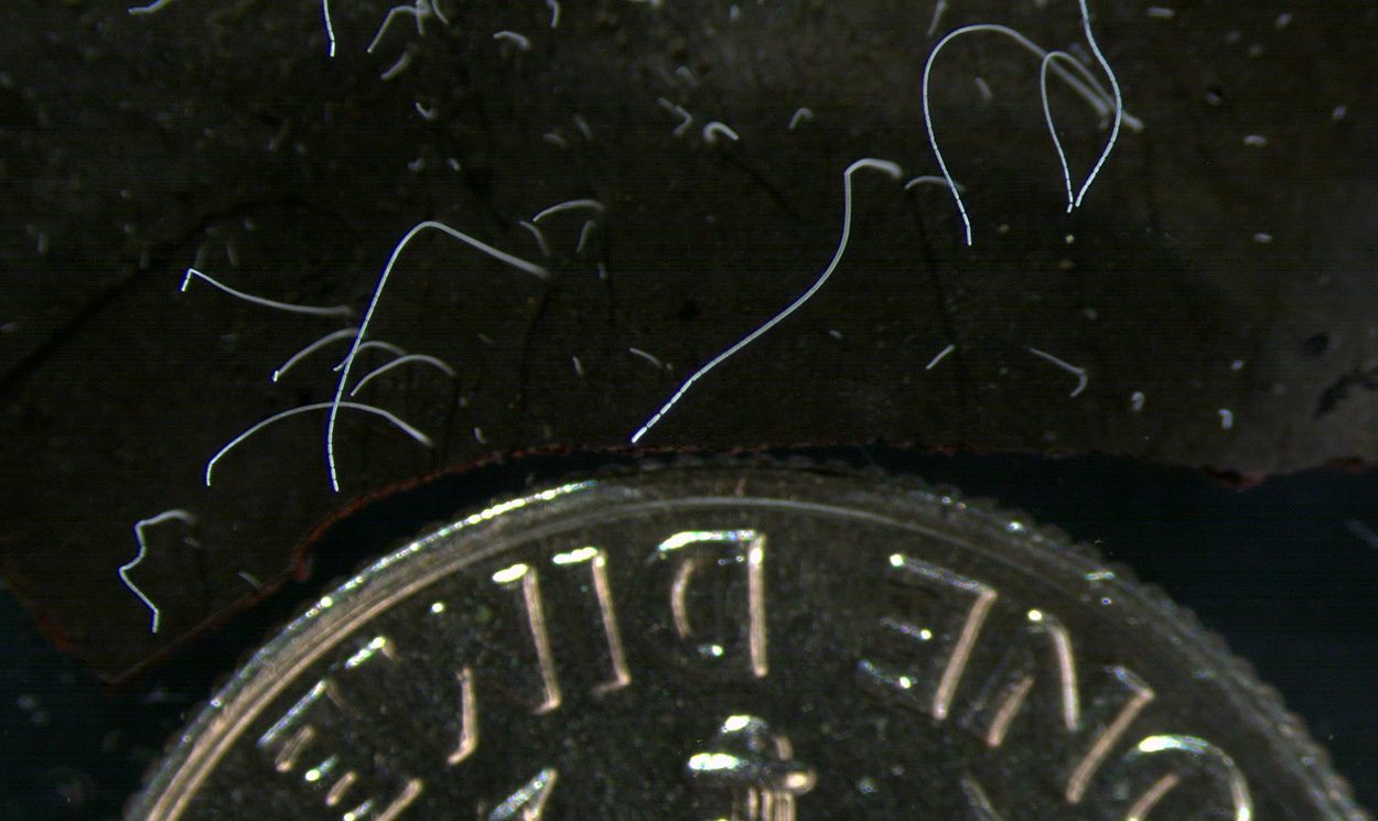 Riesenbakterium ist mit bloßem Auge sichtbar