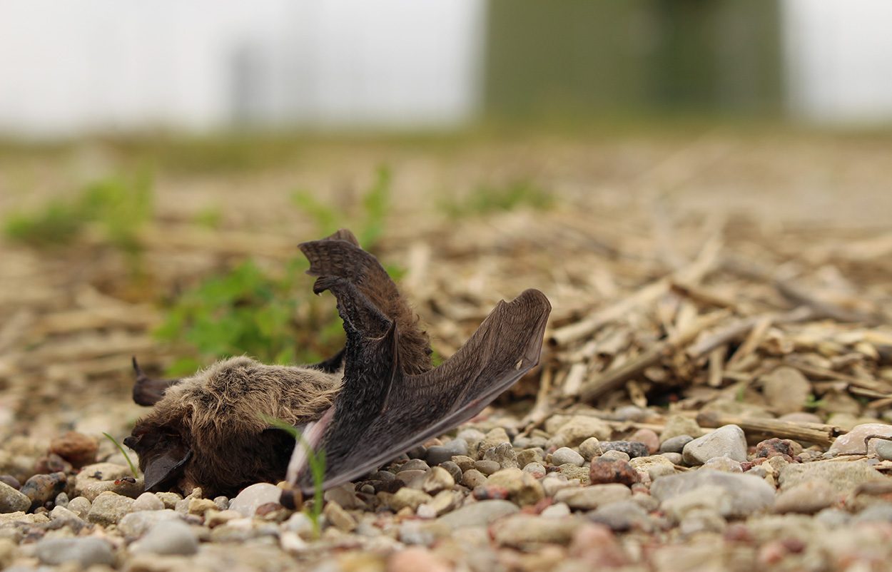 Stört die Windkraft lokale Nahrungsnetze?