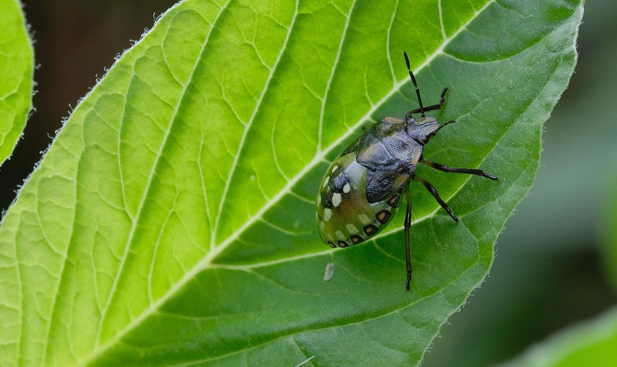 Was ein Teebeutel über Insekten erzählen kann