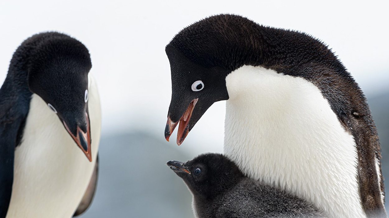 Klimaschwankungen trieben Evolution der Pinguine voran