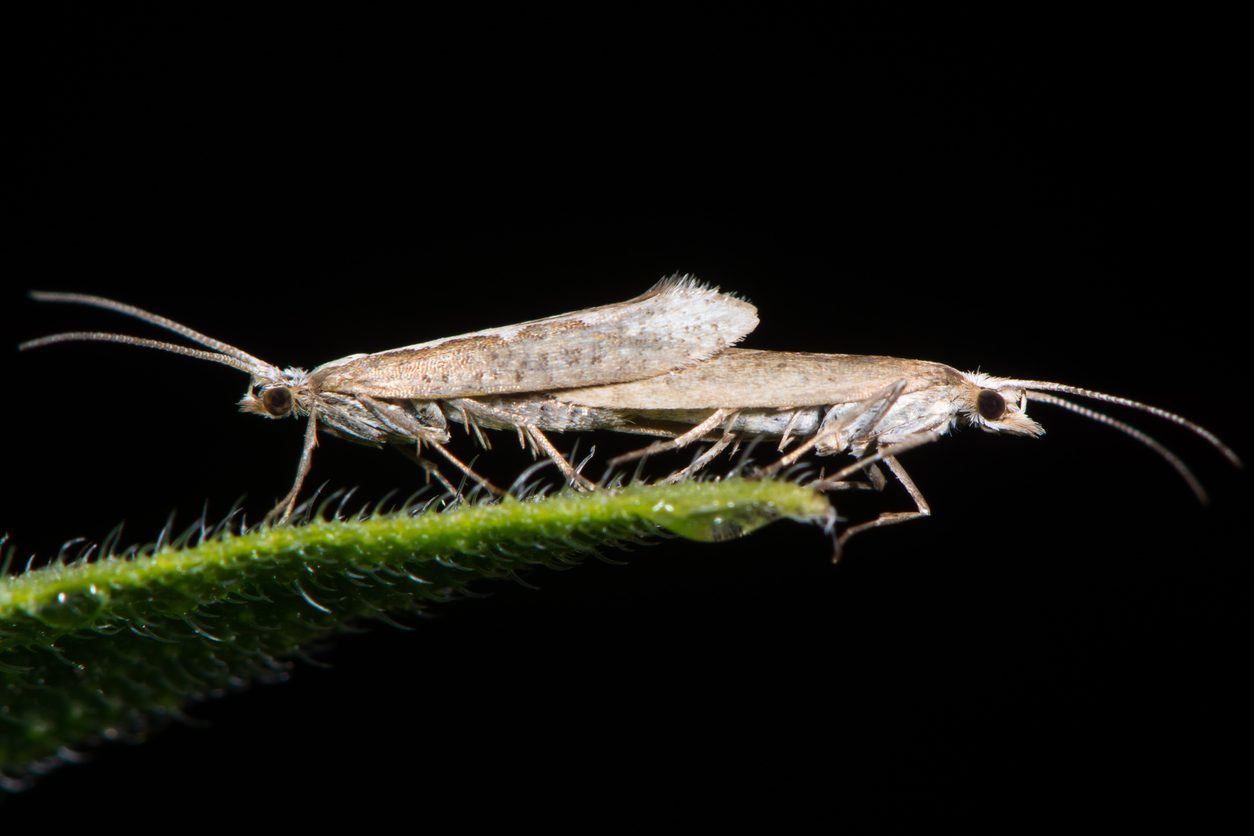 Mikroben-Gene im Insekten-Erbgut
