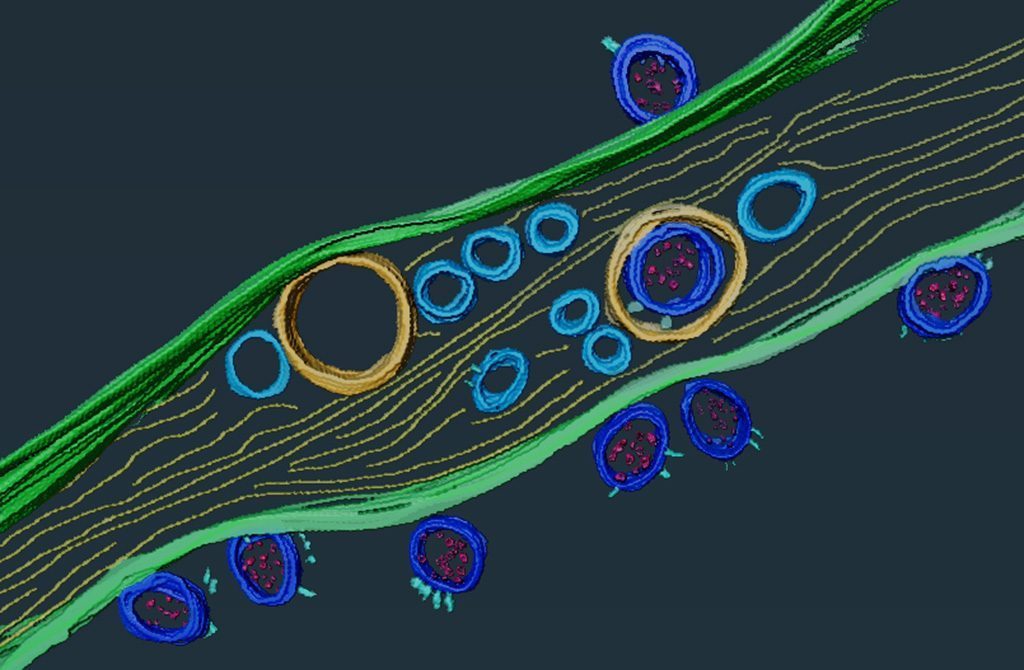 Nanotunnel als Einfallstor