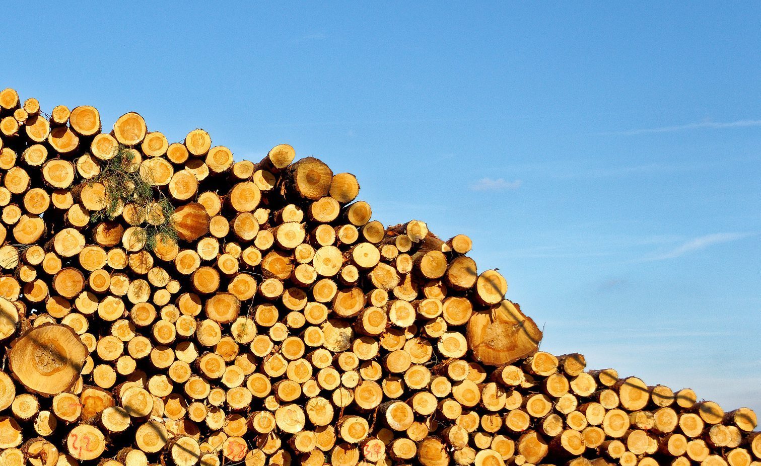 Von wegen nachhaltige Holz-Nutzung