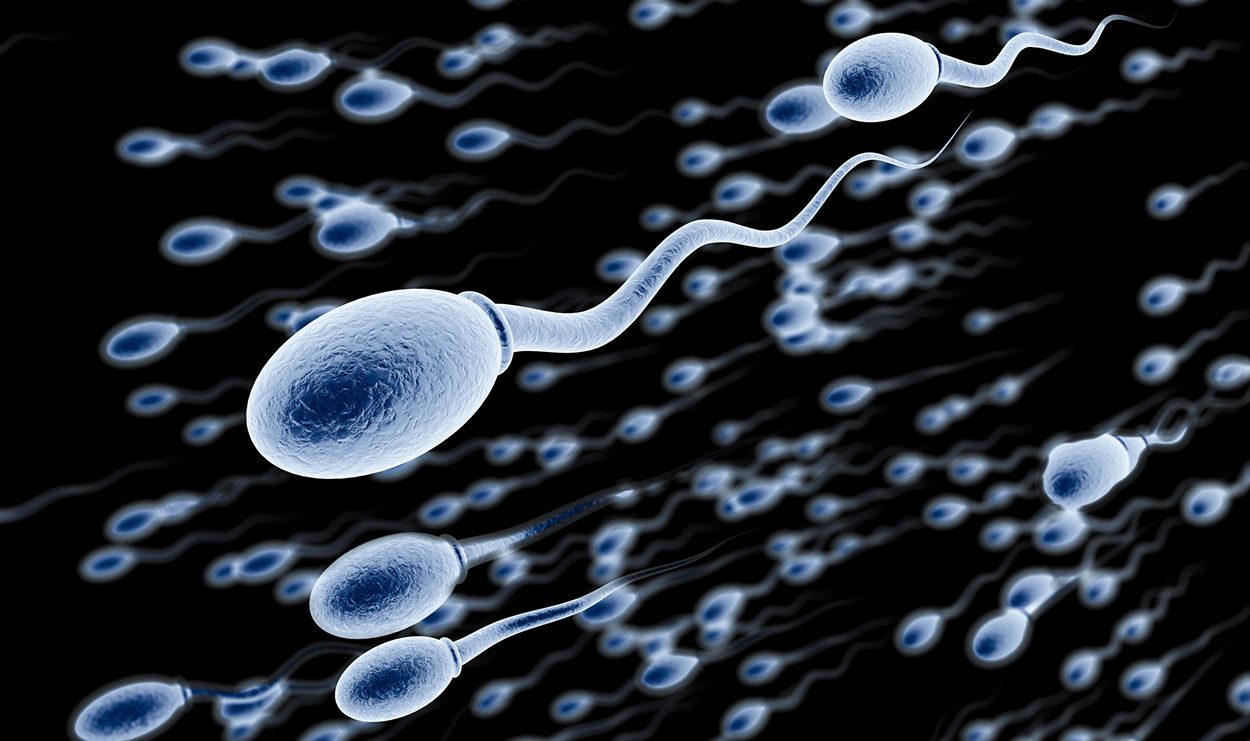 Wie Spermien die DNA verpacken