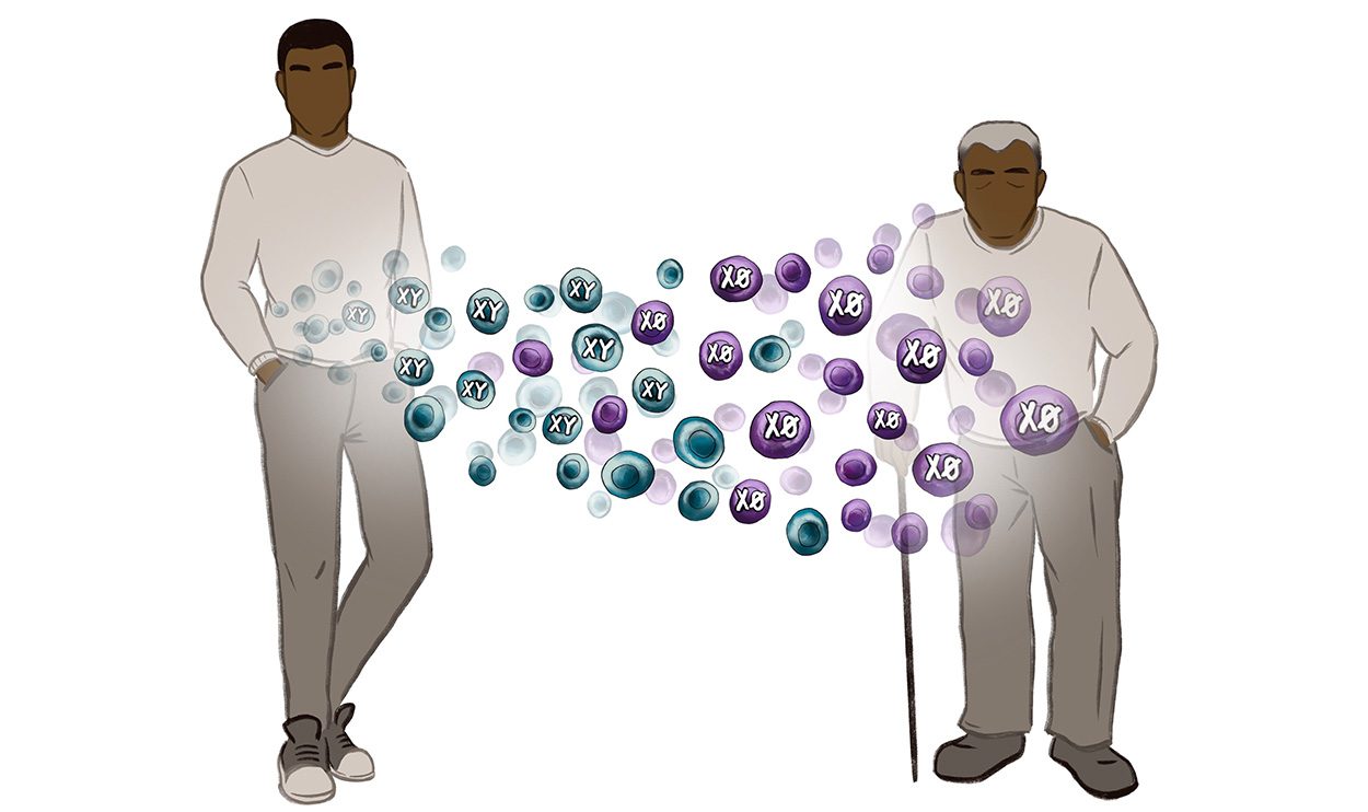 Y-Chromosom beeinflusst die Herzgesundheit