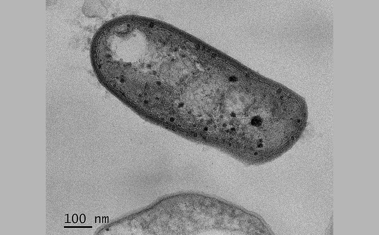 Bakterium verwertet sowohl Schwefel als auch Methan