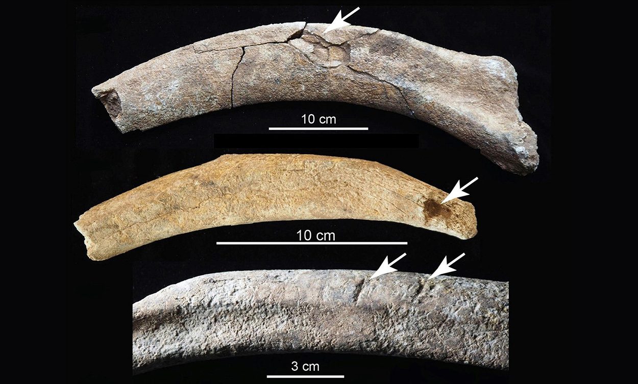Mammut-Schlachtungen schon vor 36.000 Jahren?