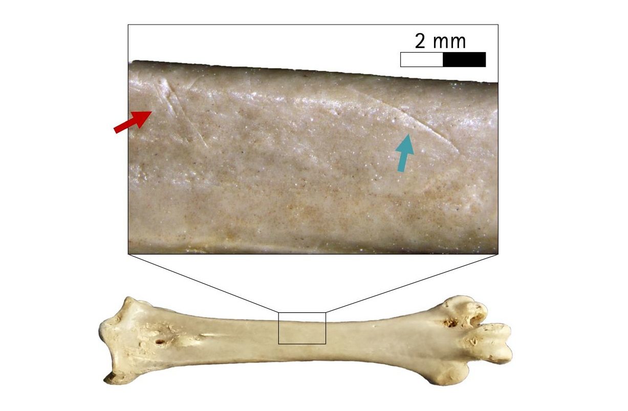Neandertaler: Geflügel auf dem Speiseplan