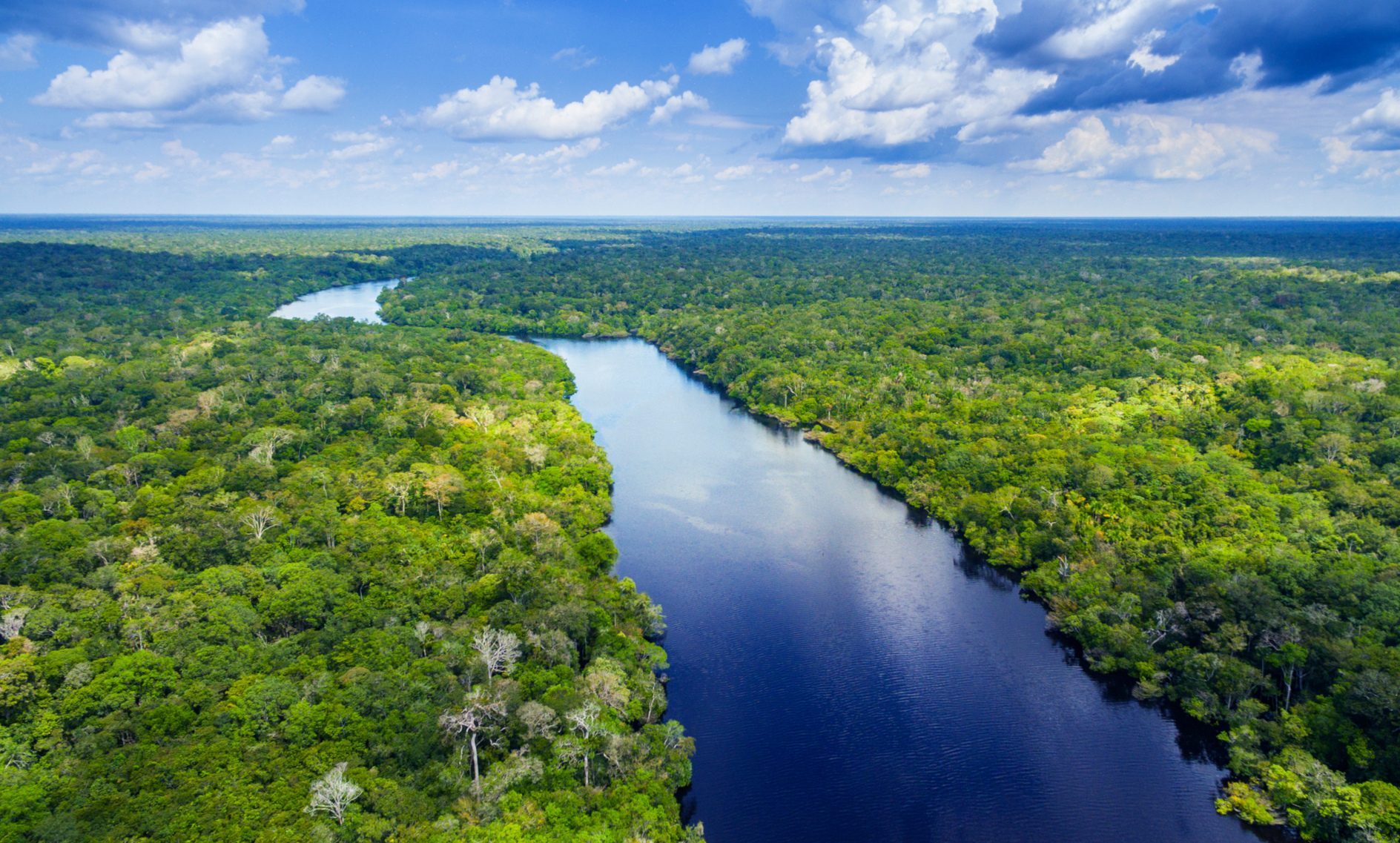 Trockener Netzwerkeffekt im Amazonaswald
