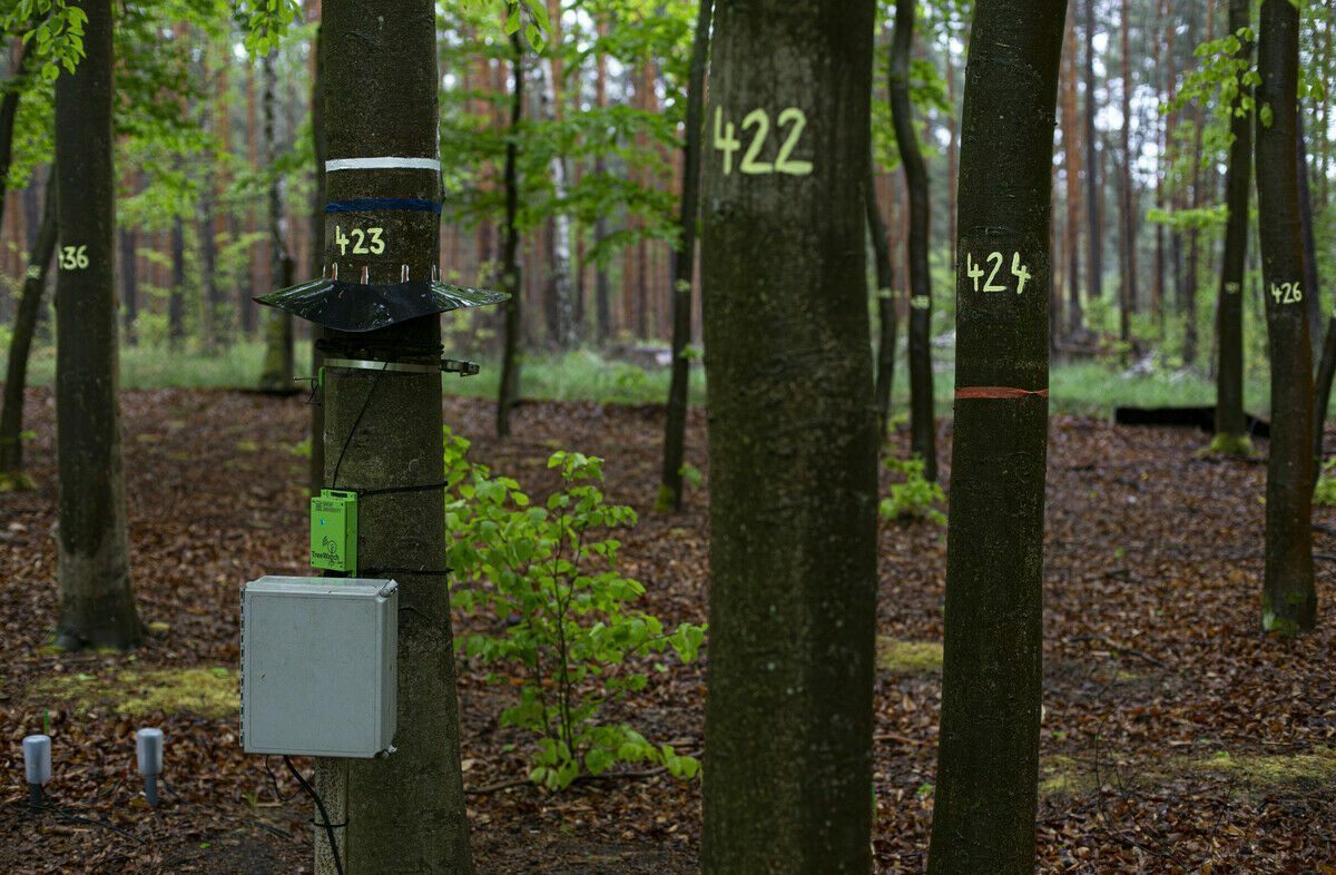 Entwicklungshilfe für den Wald