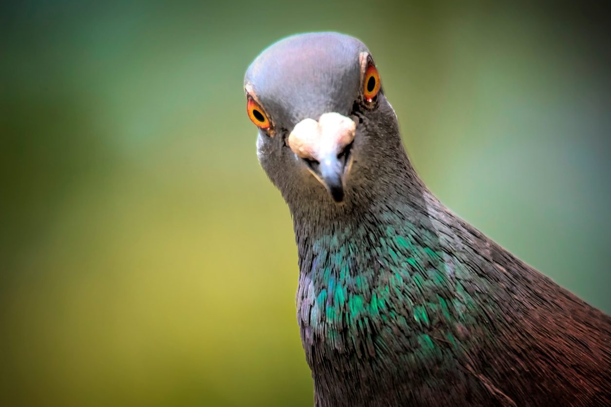 Erstaunlich sparsame Vogelgehirne