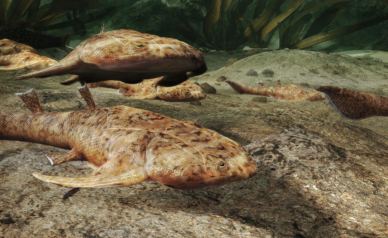 Fischfossilien beleuchten Ursprung der Kiefermäuler
