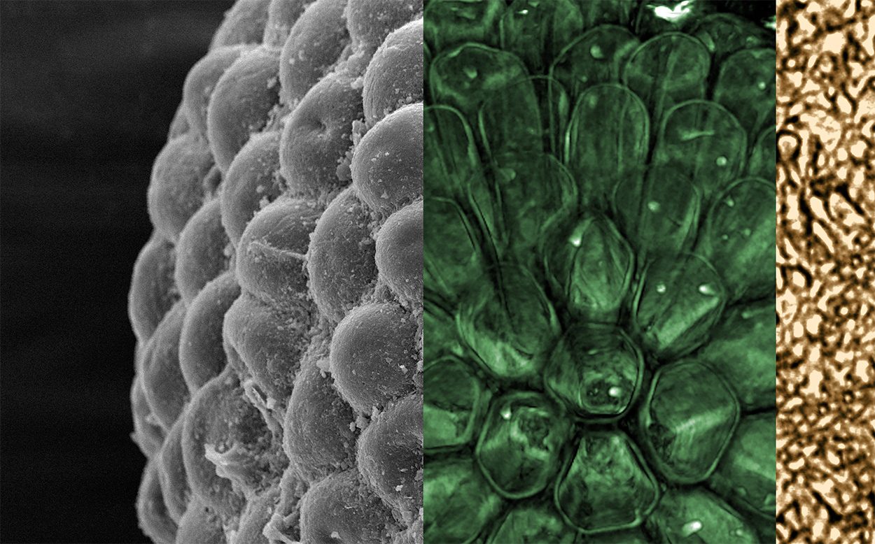 Fossile Alge mit modernen Merkmalen