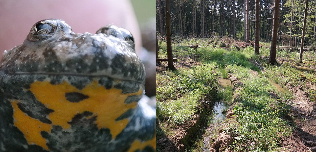 Gelbbauchunke: Laichen in der Traktorspur