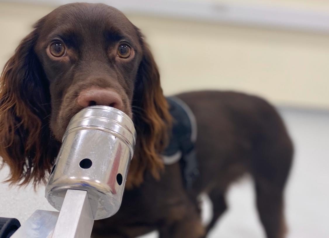 Hunde erschnüffeln Stress