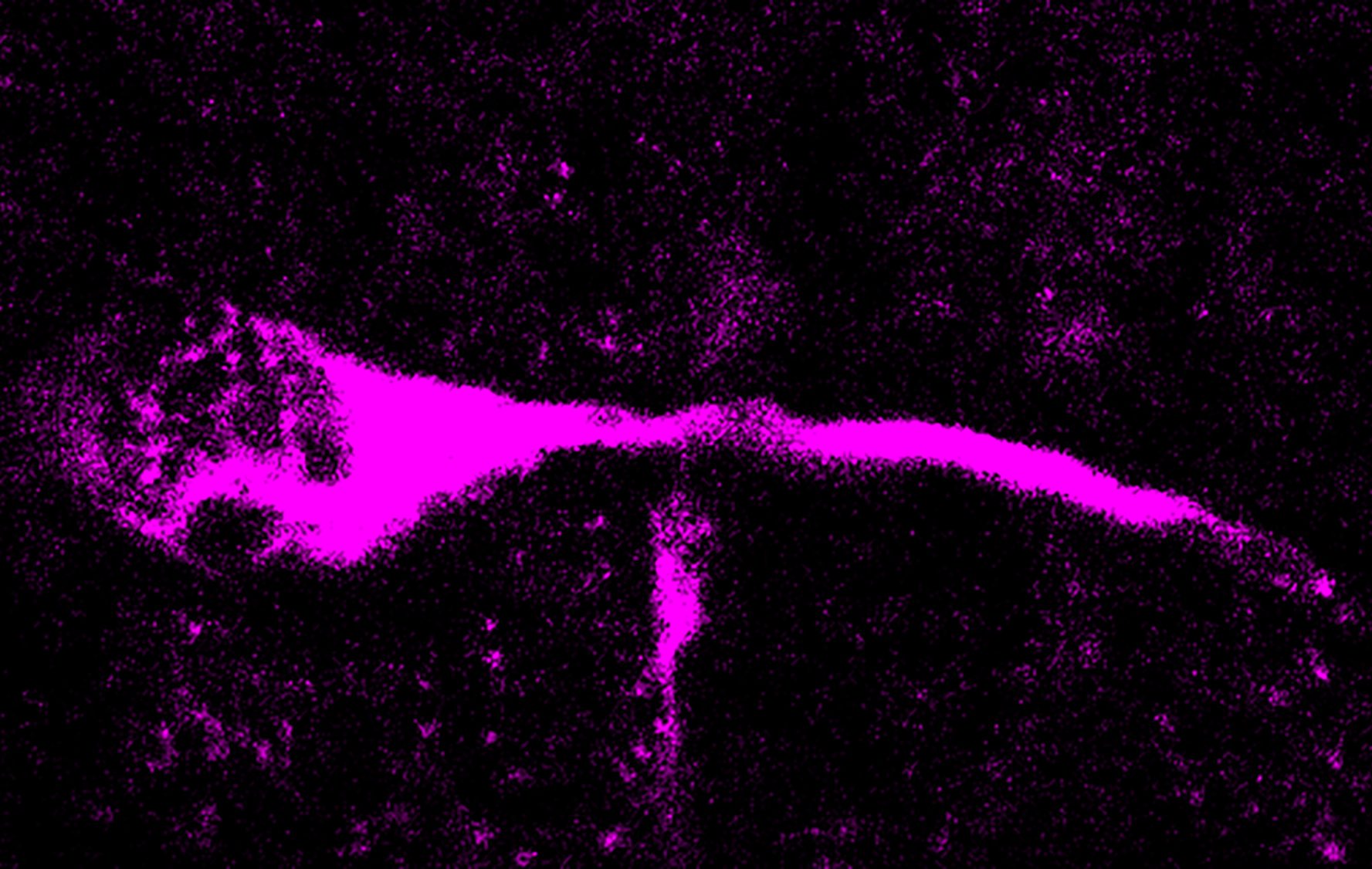 Neandertaler bildeten weniger Neuronen