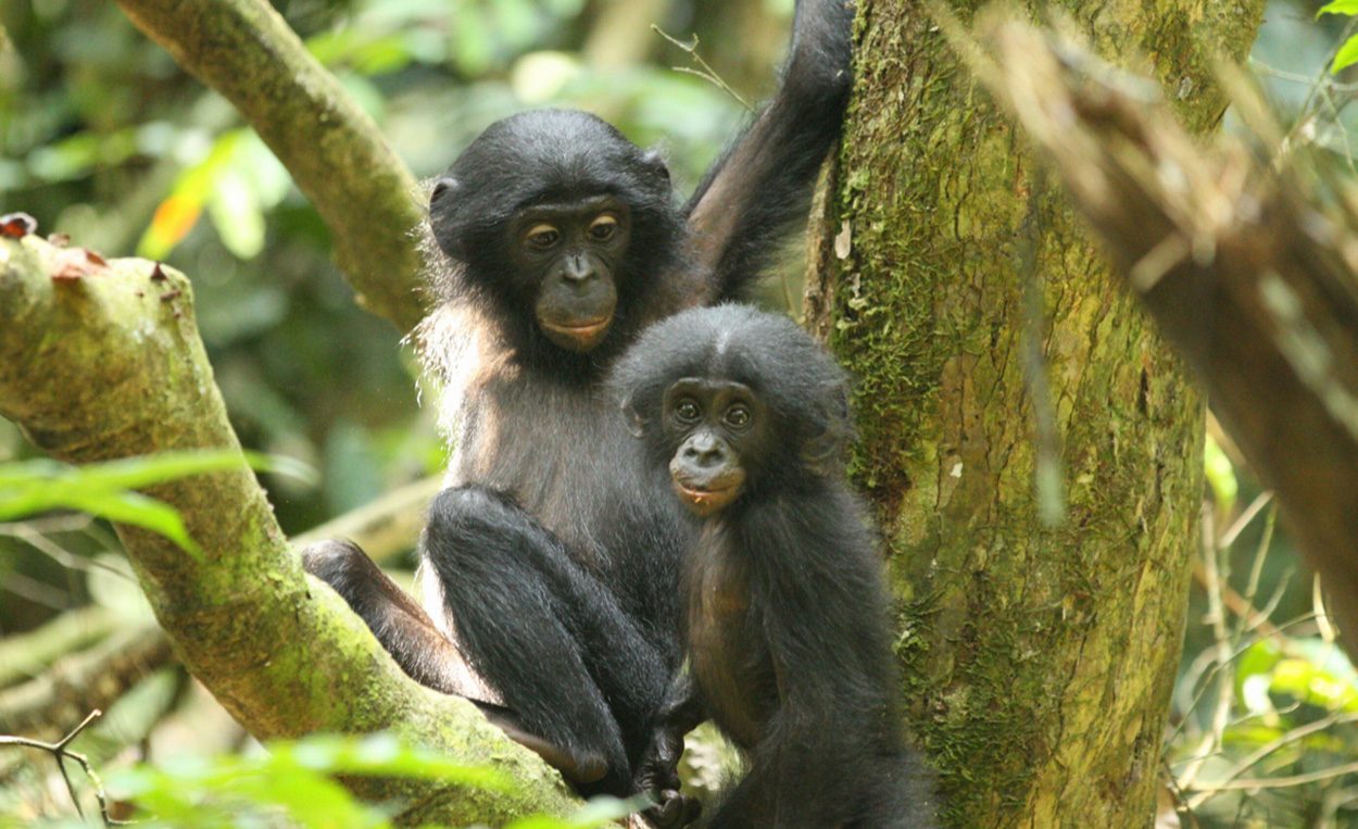 Plötzlich zu zweit: Stress im Bonobo-Kinderzimmer