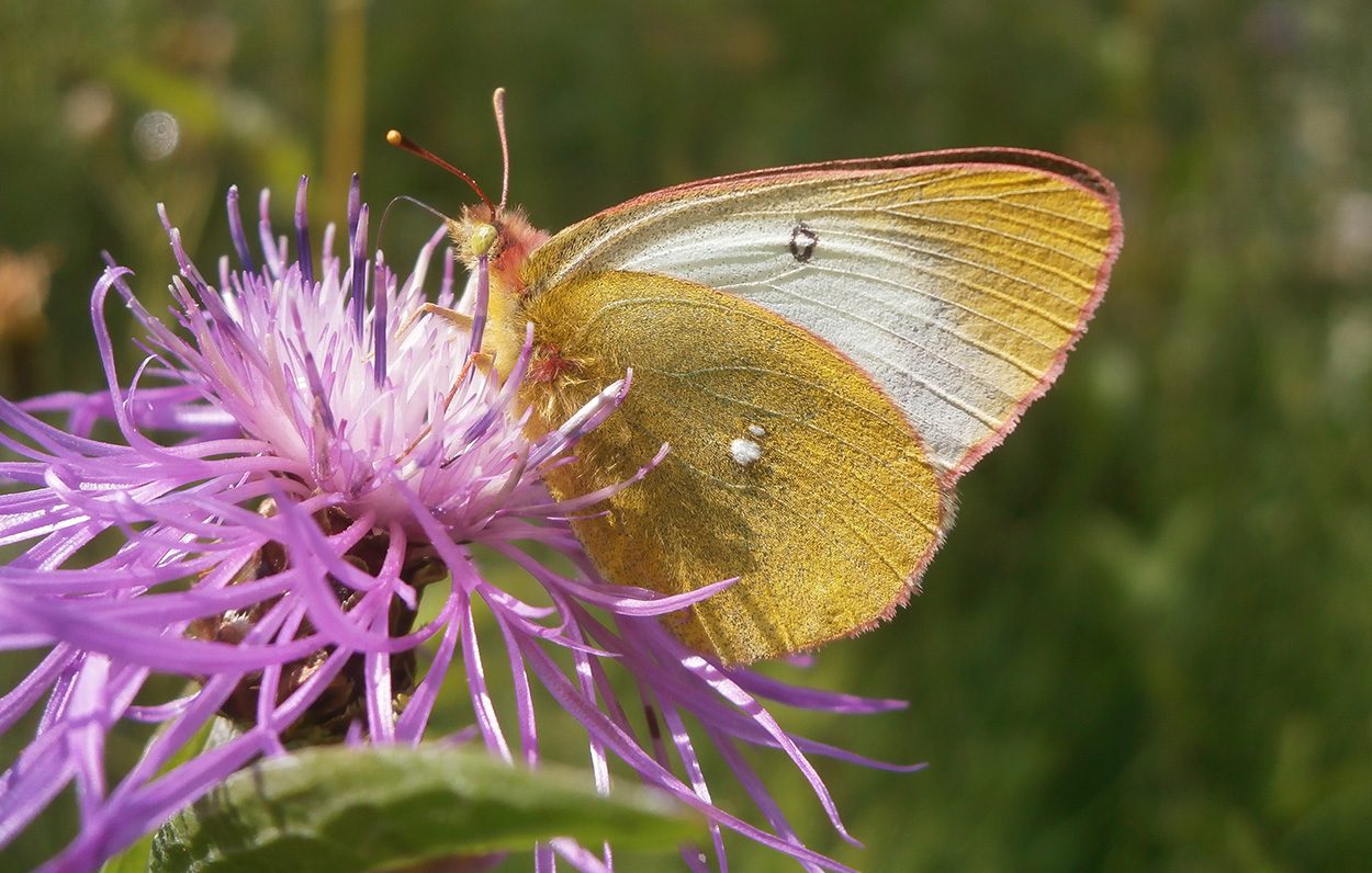 Schmetterlinge: Sterben in Wellen