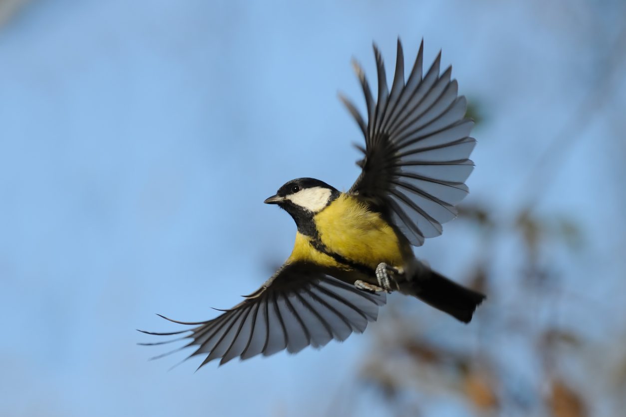 Singvögel riechen, wo’s langgeht