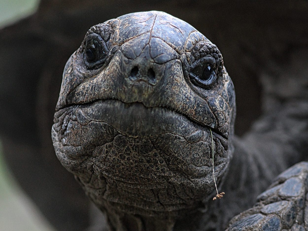 Erstes fast lückenloses Genom einer Riesenschildkröte