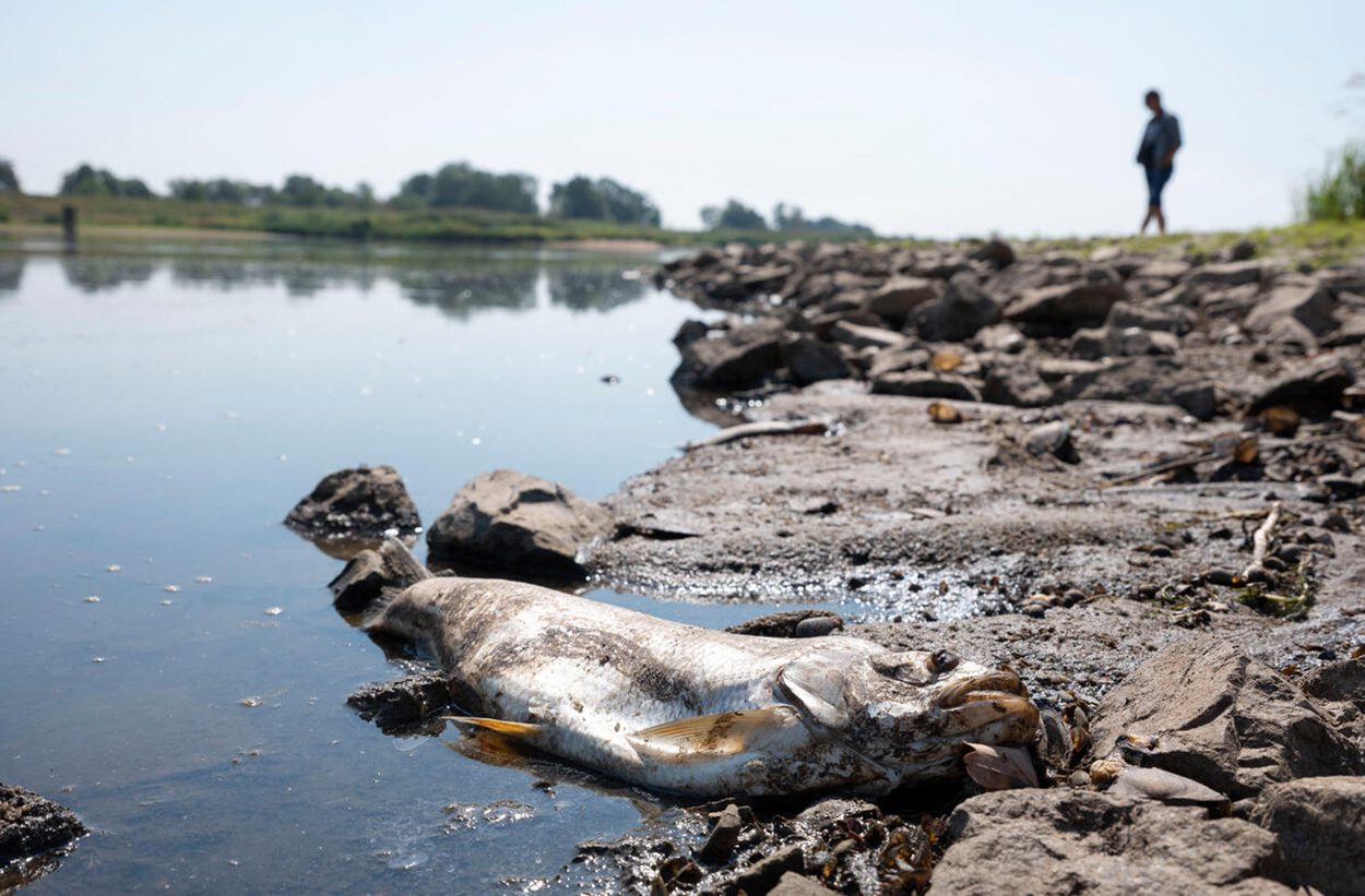Fischsterben an der Oder: Salze und Algen als Ursachen